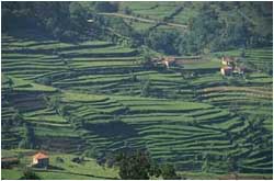 Terraced Vineyards