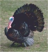 a wild turkey with full tail fan
