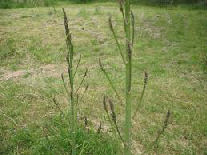 Asparagus Tree in a garden