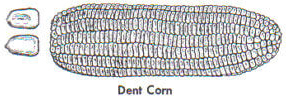 sketch of dent corn