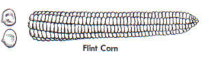 sketch of flint corn