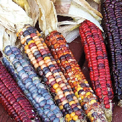 Flint Corn