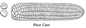 sketch of flour corn