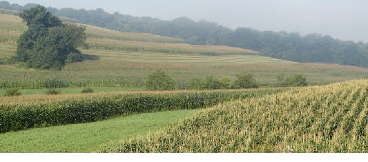 Corn in a farm field