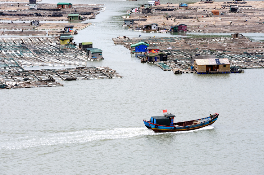 A Chinese fish farm!