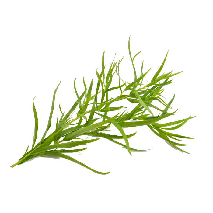 Tarragon